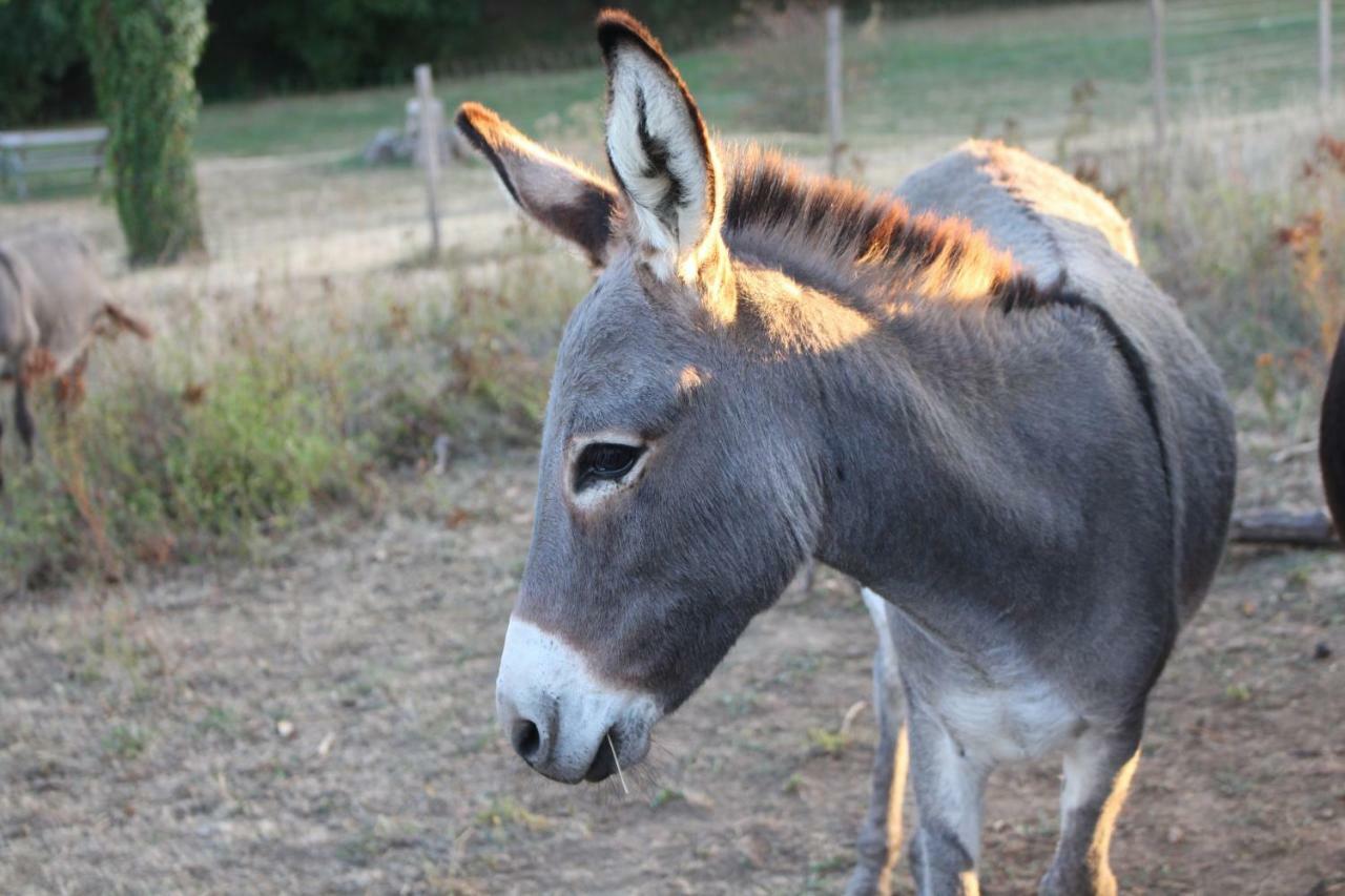 Le Vallon Des Ronzieres Gleizé エクステリア 写真